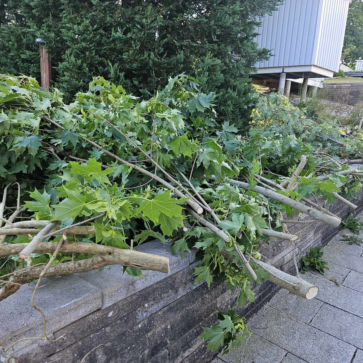 image of Ris från träd och buskar - Partille