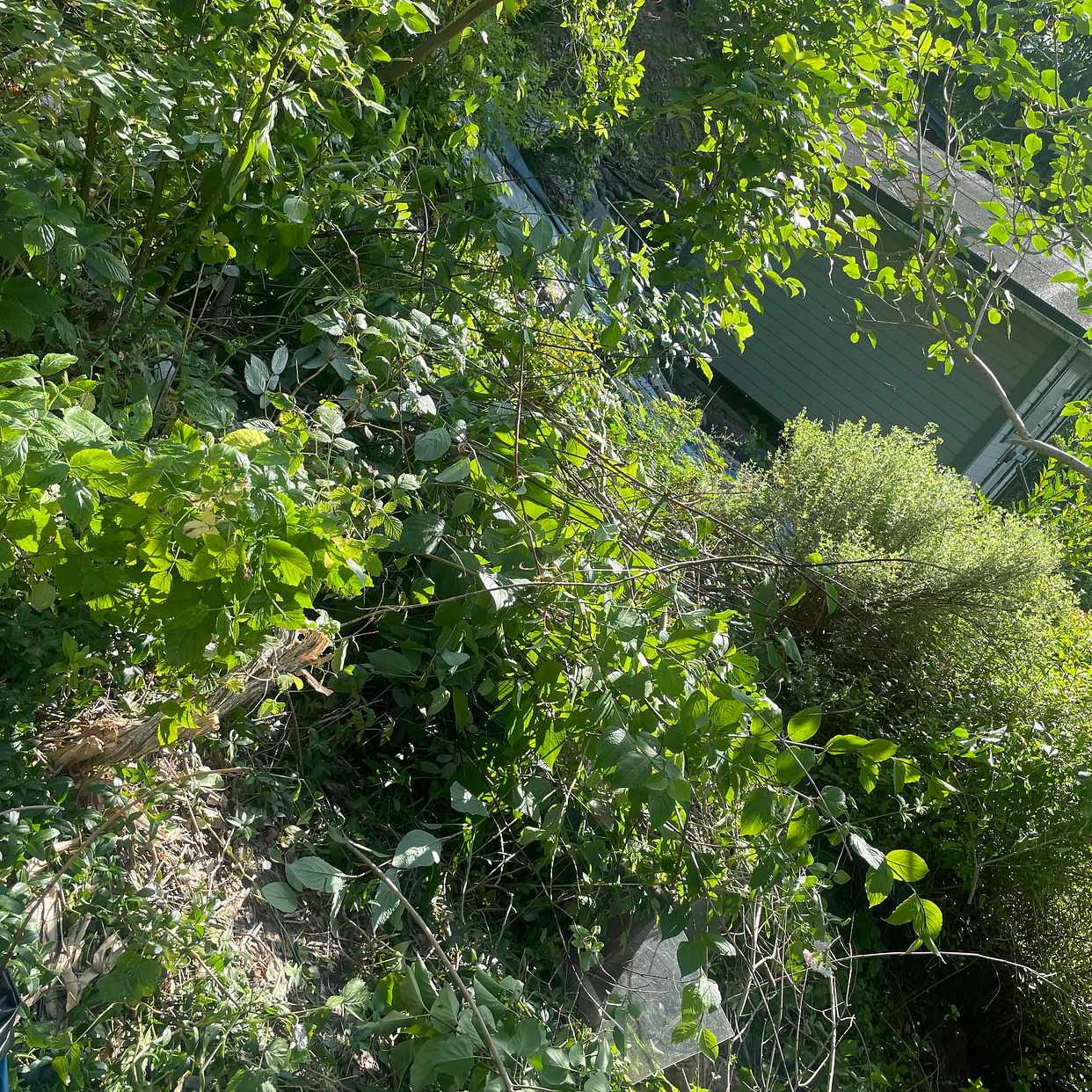 image of Löv / grenar / lite trä - Stockholm