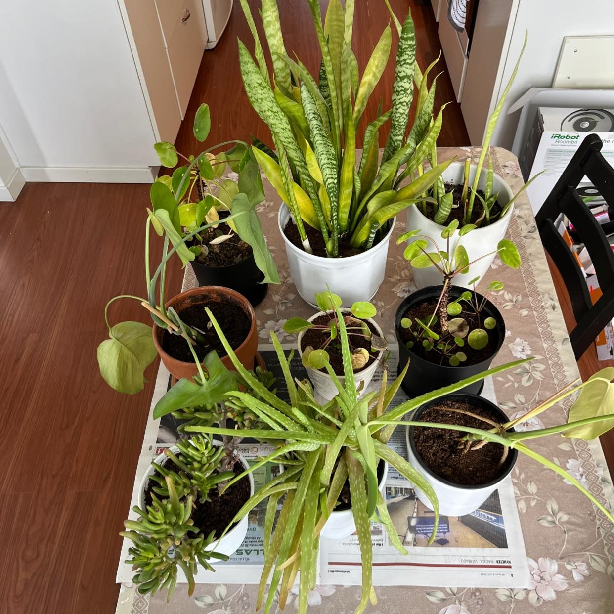 image of 9x plants - Nacka