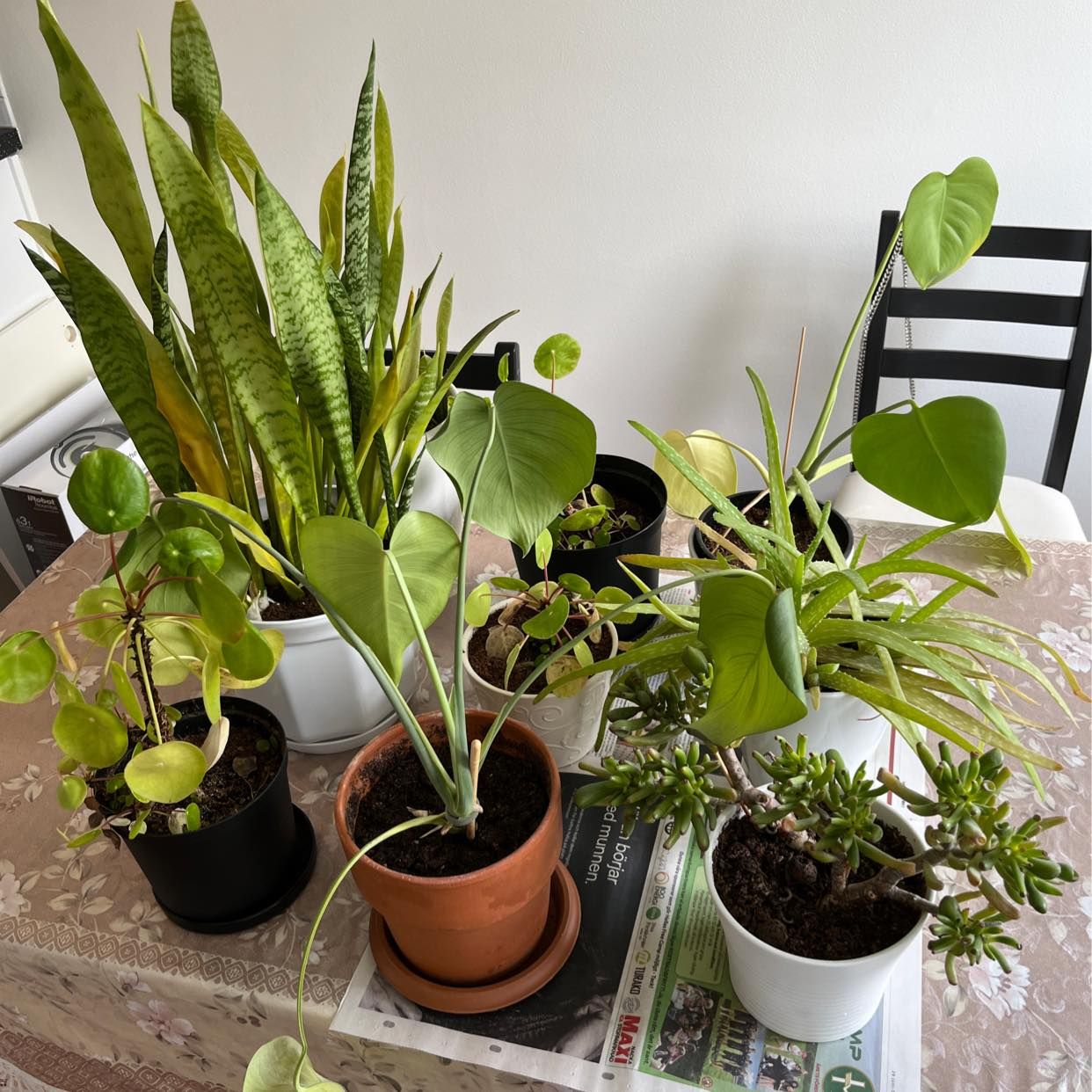 image of 9x plants - Nacka