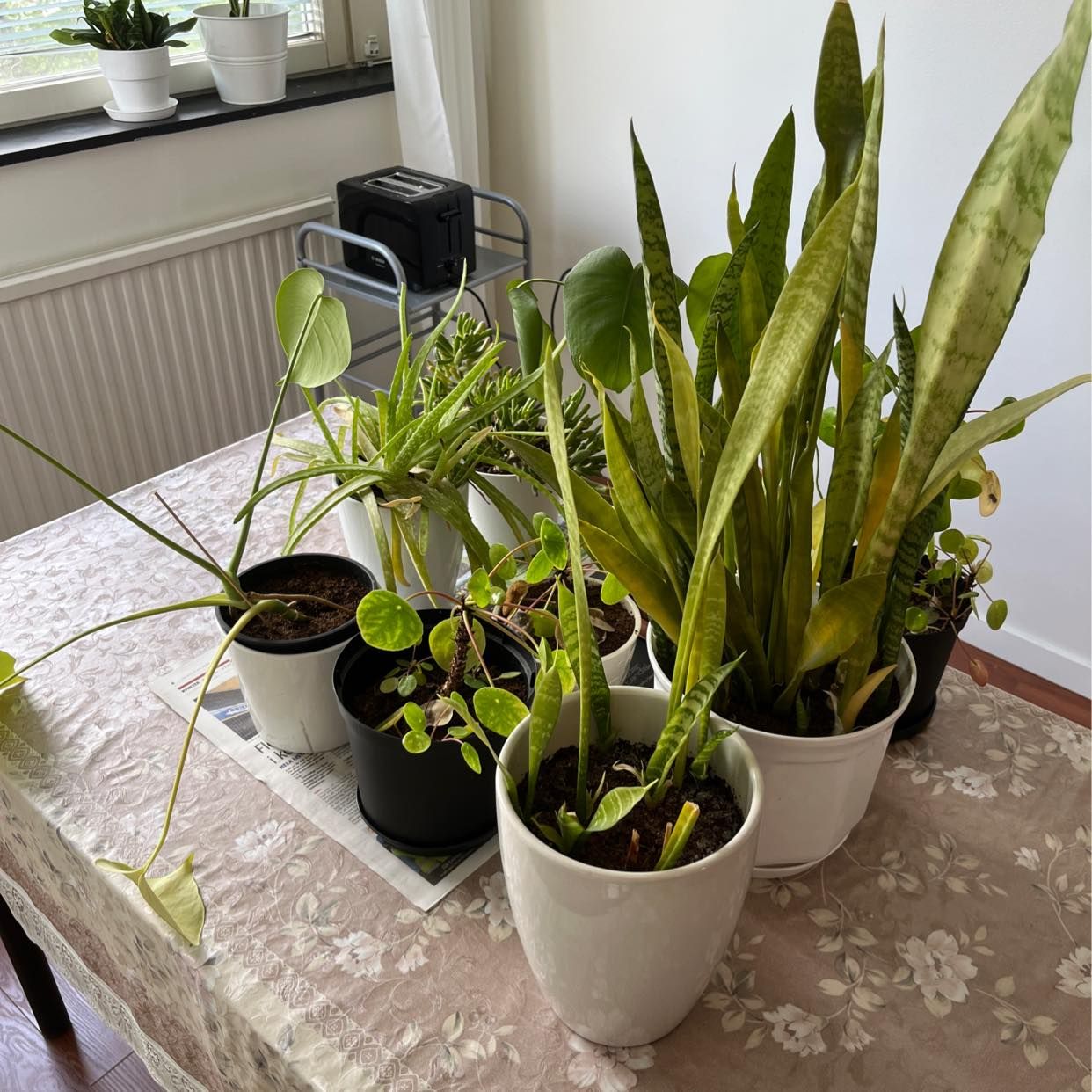 image of 9x plants - Nacka