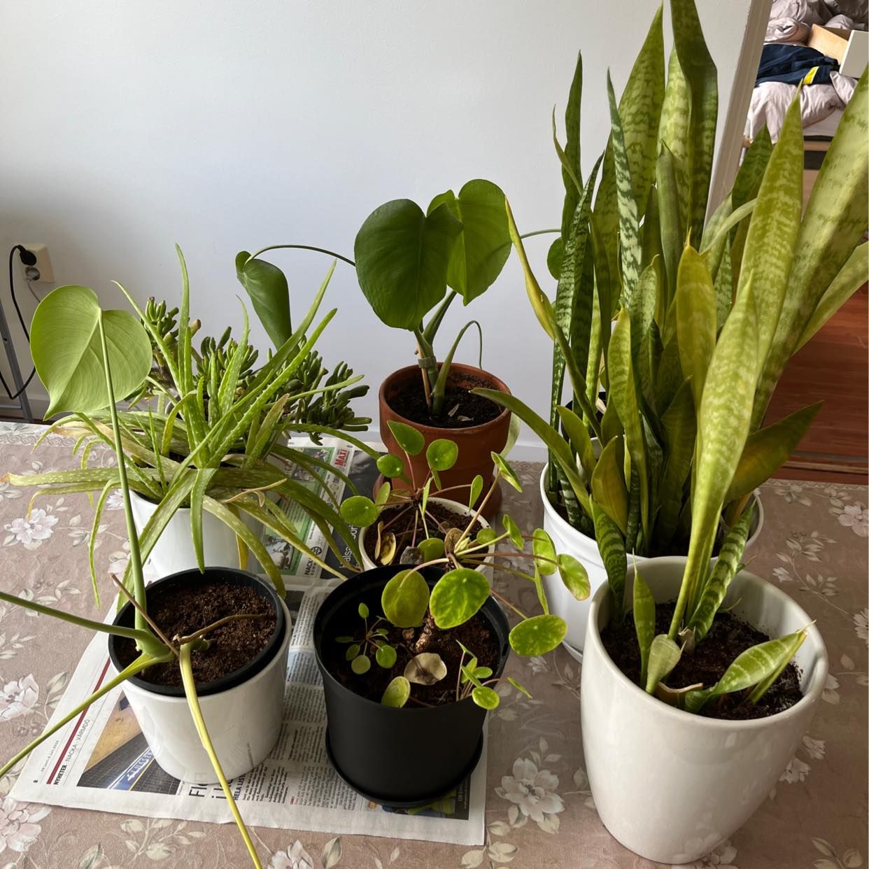 image of 9x plants - Nacka