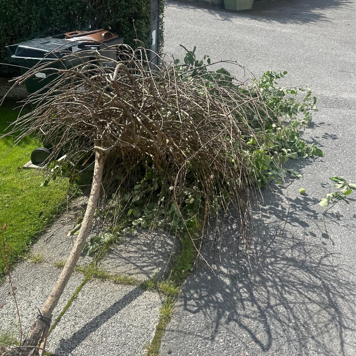 image of Grenar och ett litet träd - Älvsjö