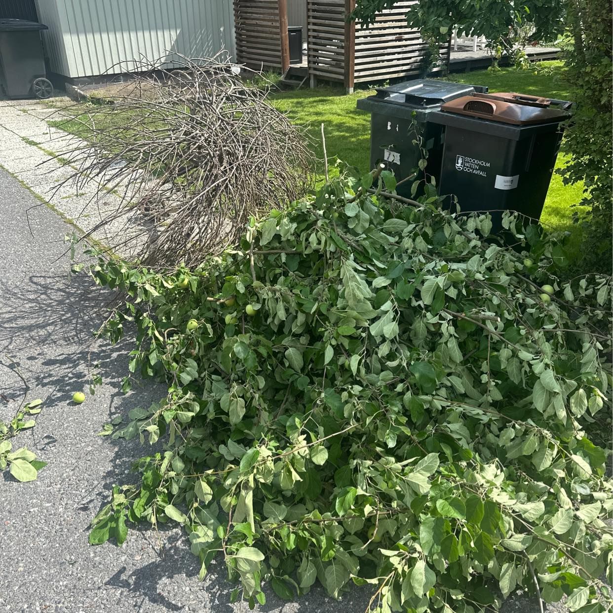 image of Grenar och ett litet träd - Älvsjö