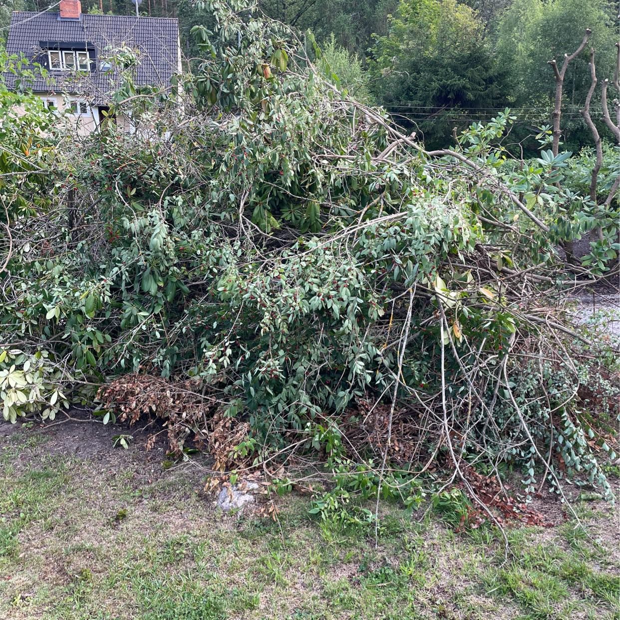 image of Rhododendronbuskar - Djursholm