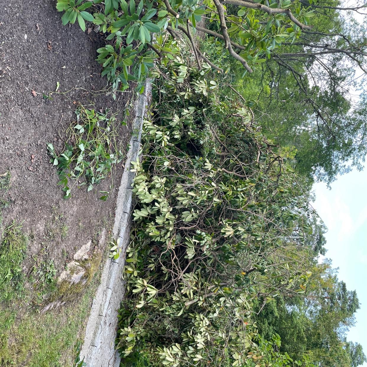 image of Rhododendronbuskar - Djursholm