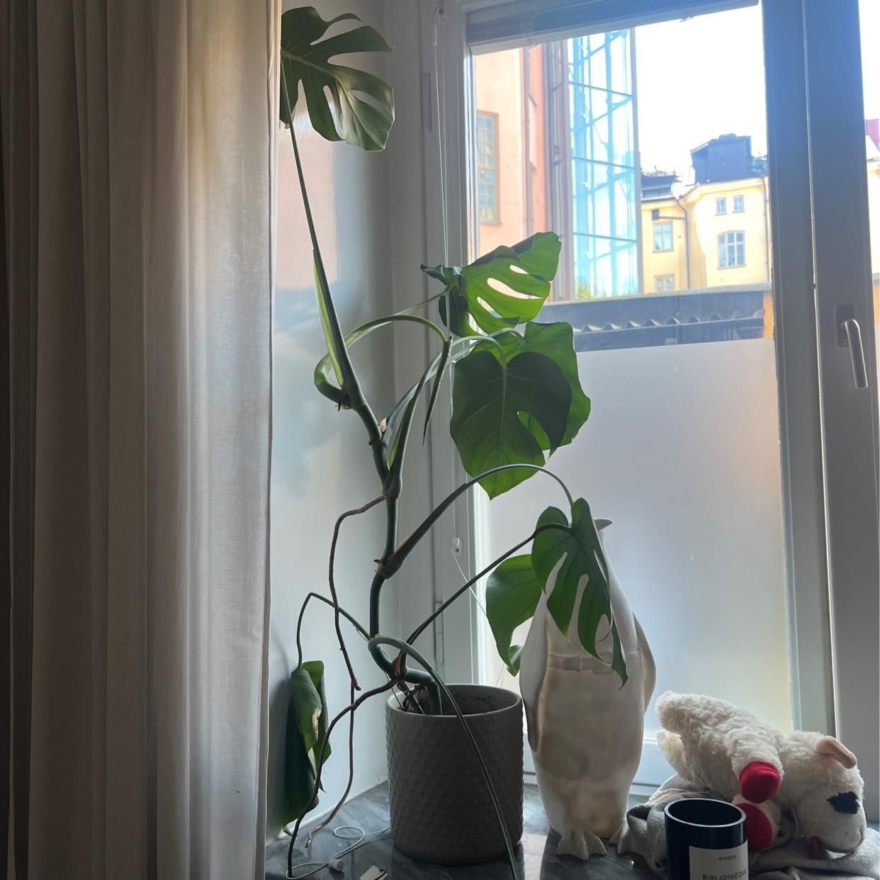 image of 3x monstera, jord mm - Stockholm