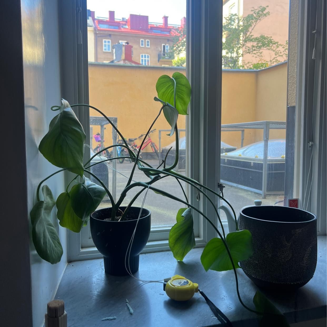 image of 3x monstera, jord mm - Stockholm