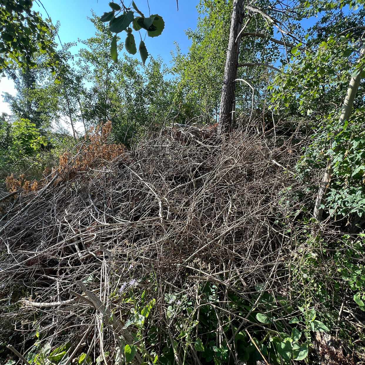 image of Slänga trädgårdsavfall - Tyresö