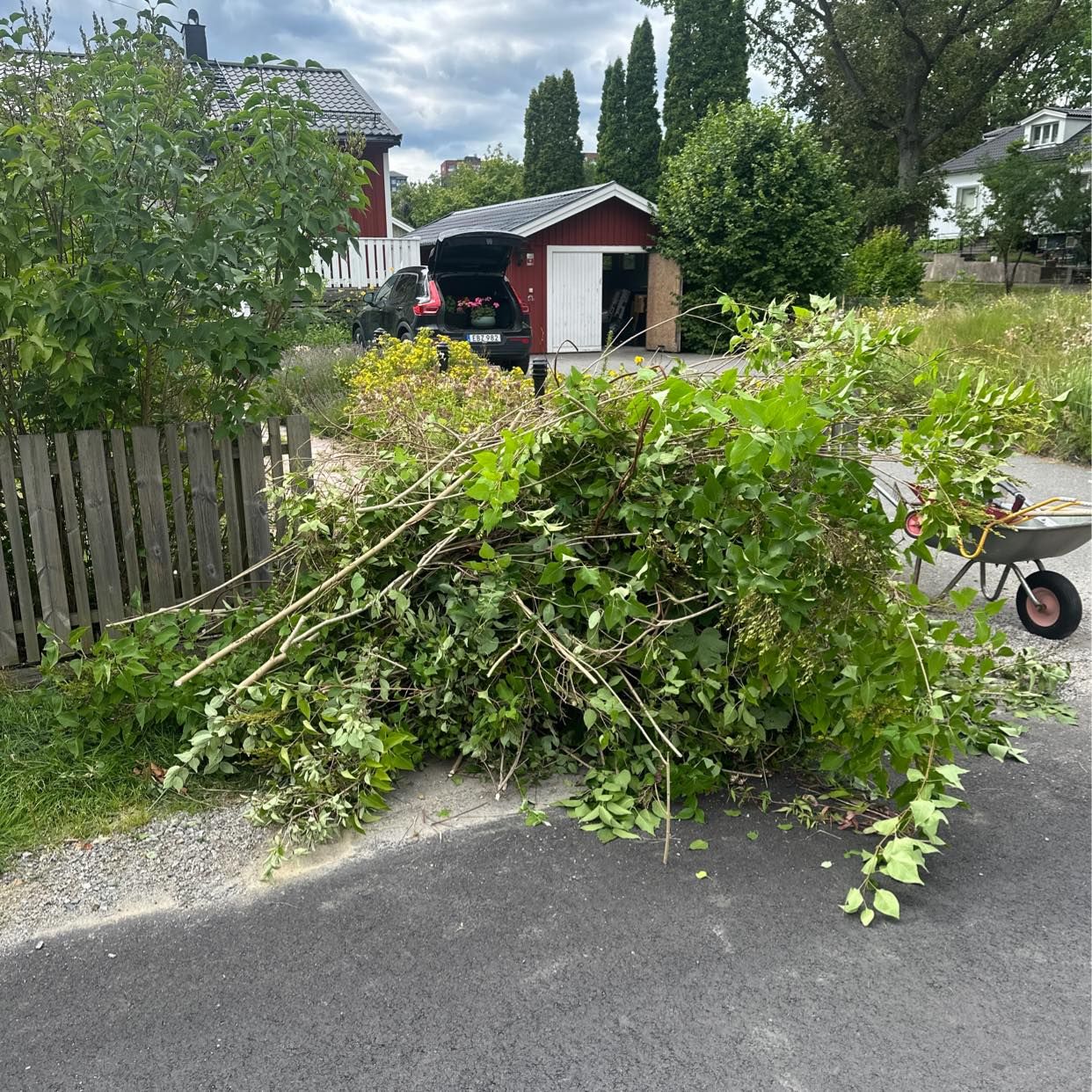 image of Trädgrenar och buskage - Trångsund