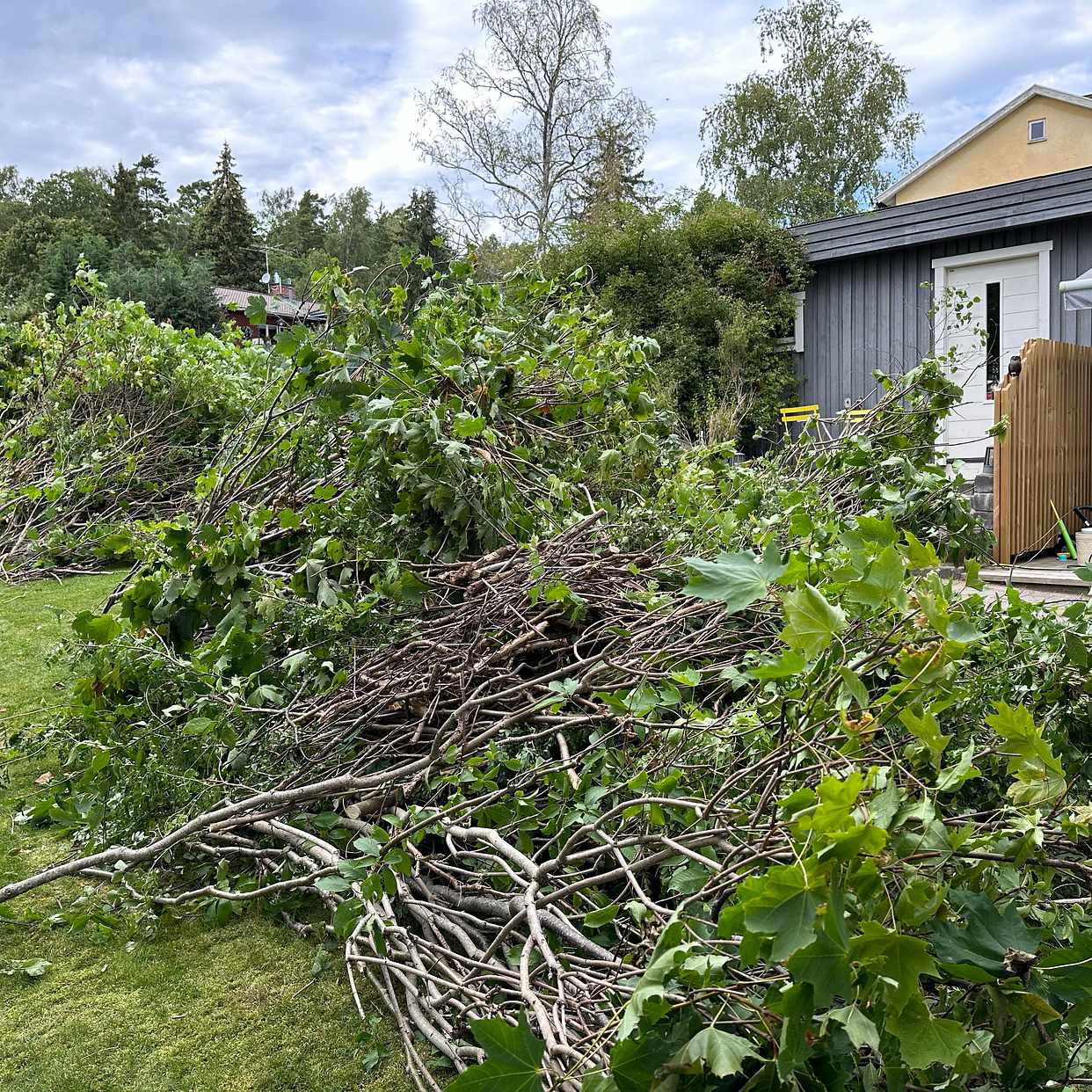 image of Remove cut hedges - Spånga