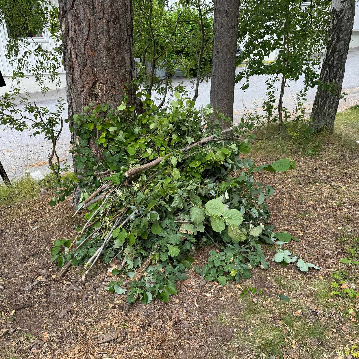image of Kvistar och sly - Bromma