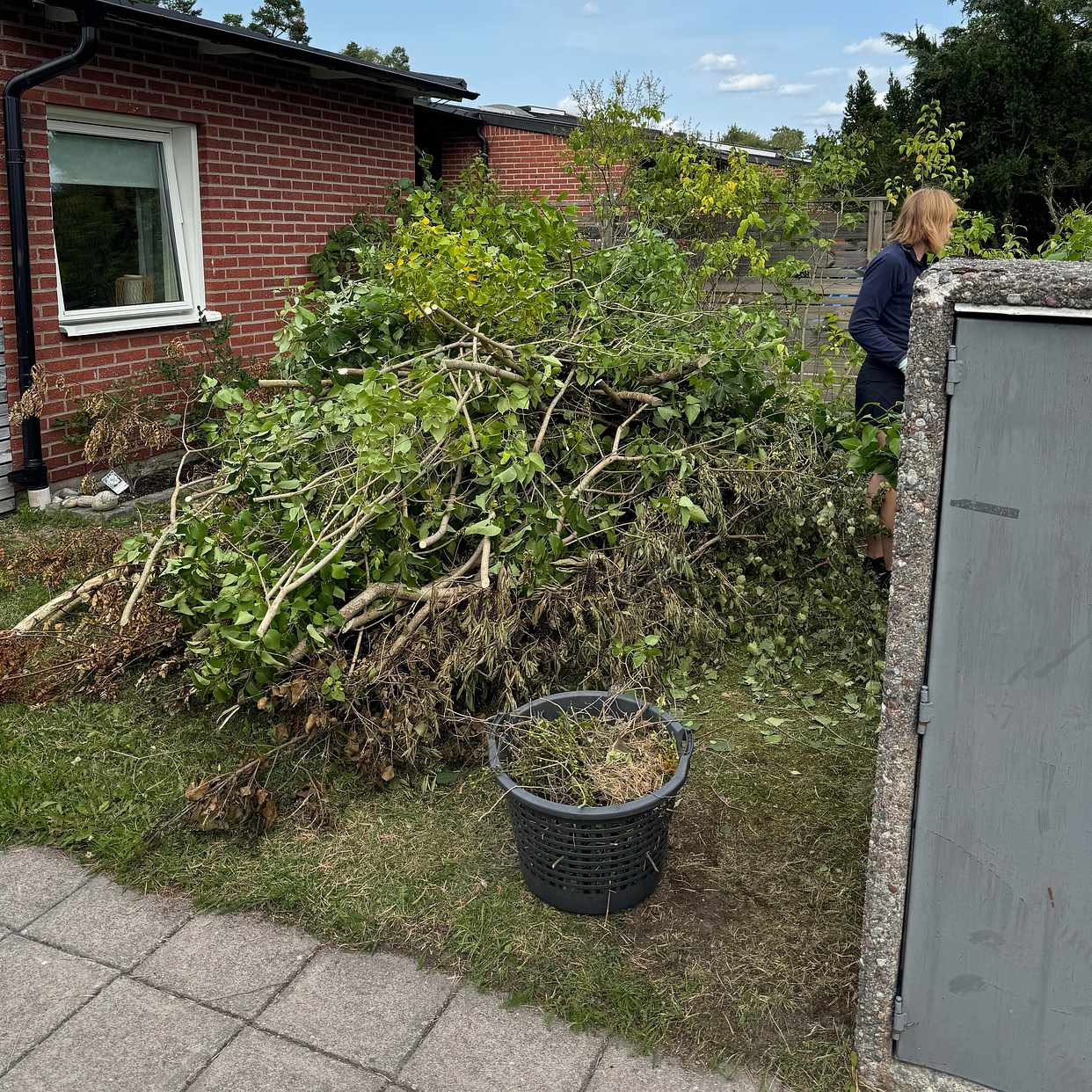 image of Slänga syrenhäck - Lidingö