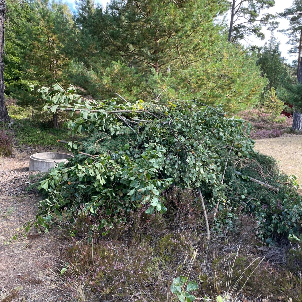 image of Grenar och små träd - Värmdö