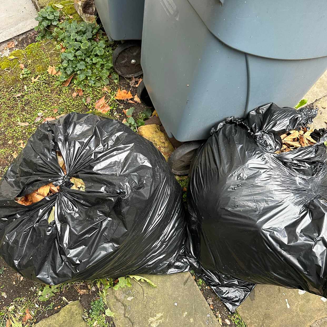 image of Two bags of leaves - London