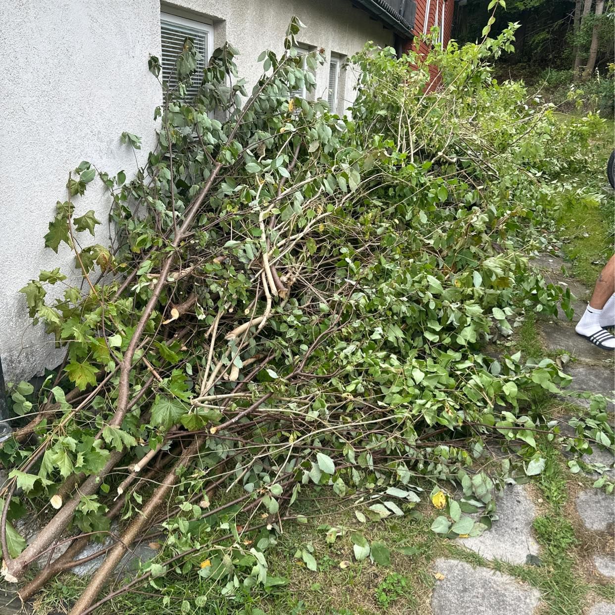 image of Kasta kvistar och grenar - Tyresö