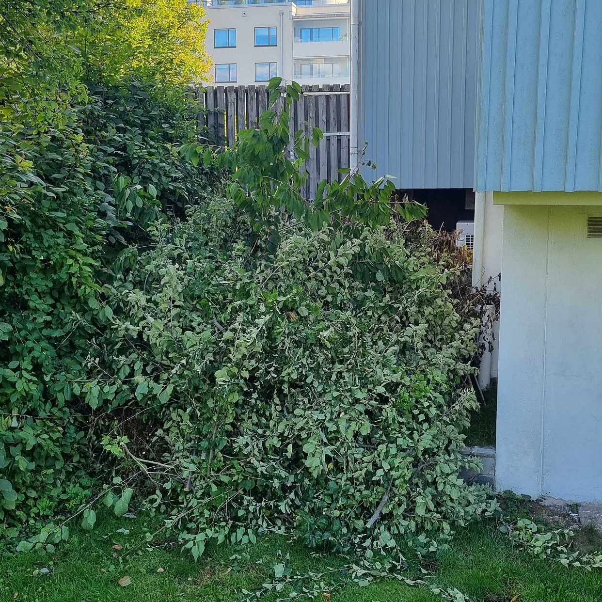 image of Kvistar och grenar - Bromma