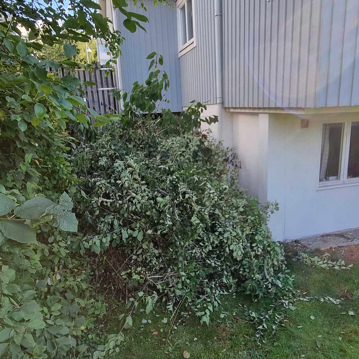 image of Kvistar och grenar - Bromma