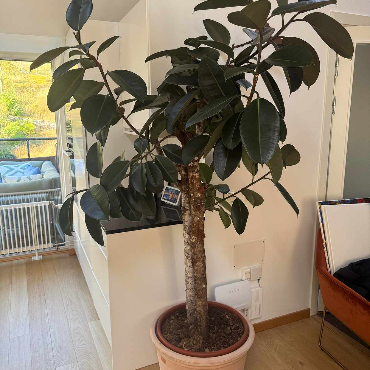 image of TILL & FRÅN PLANTAGEN 2me - 