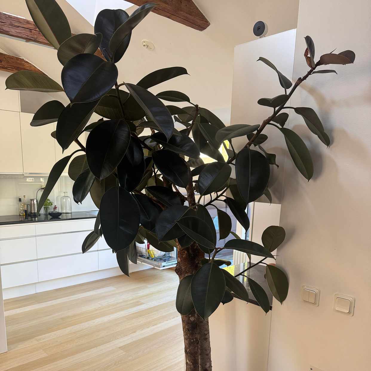 image of TILL & FRÅN PLANTAGEN 2me - 