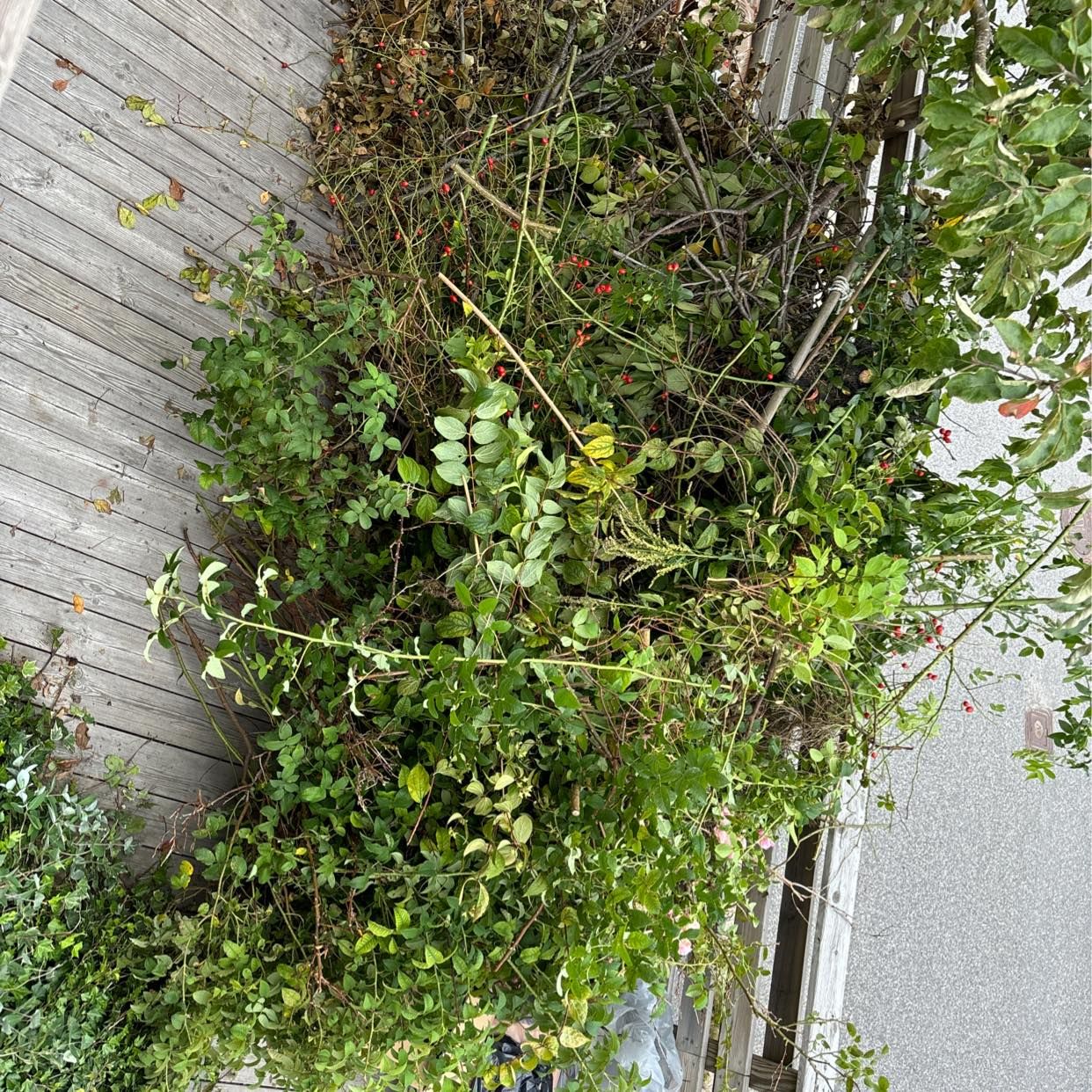 image of Trädgårdsavfall + kartong - Hägersten