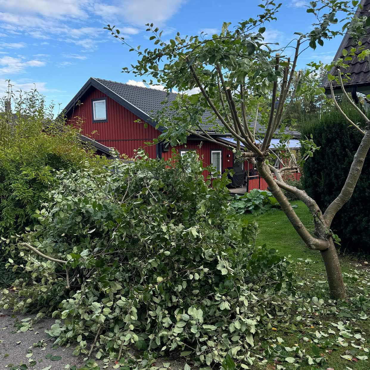 image of Grenar äppelträd - Täby