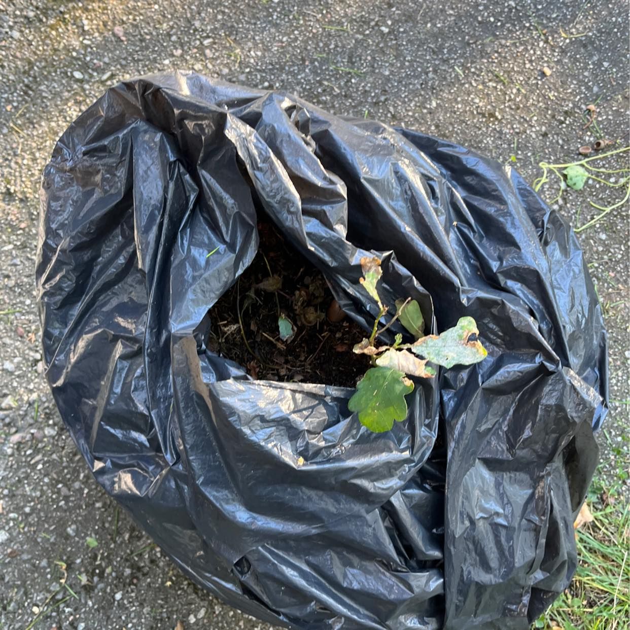 image of Garden waste - Sundbyberg