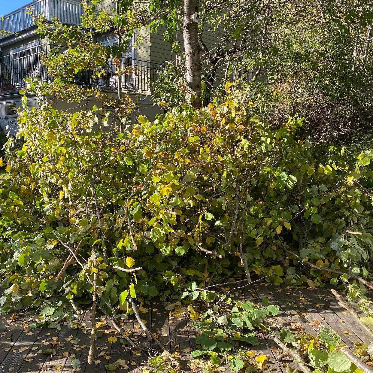 image of Hämta grenar - Bromma