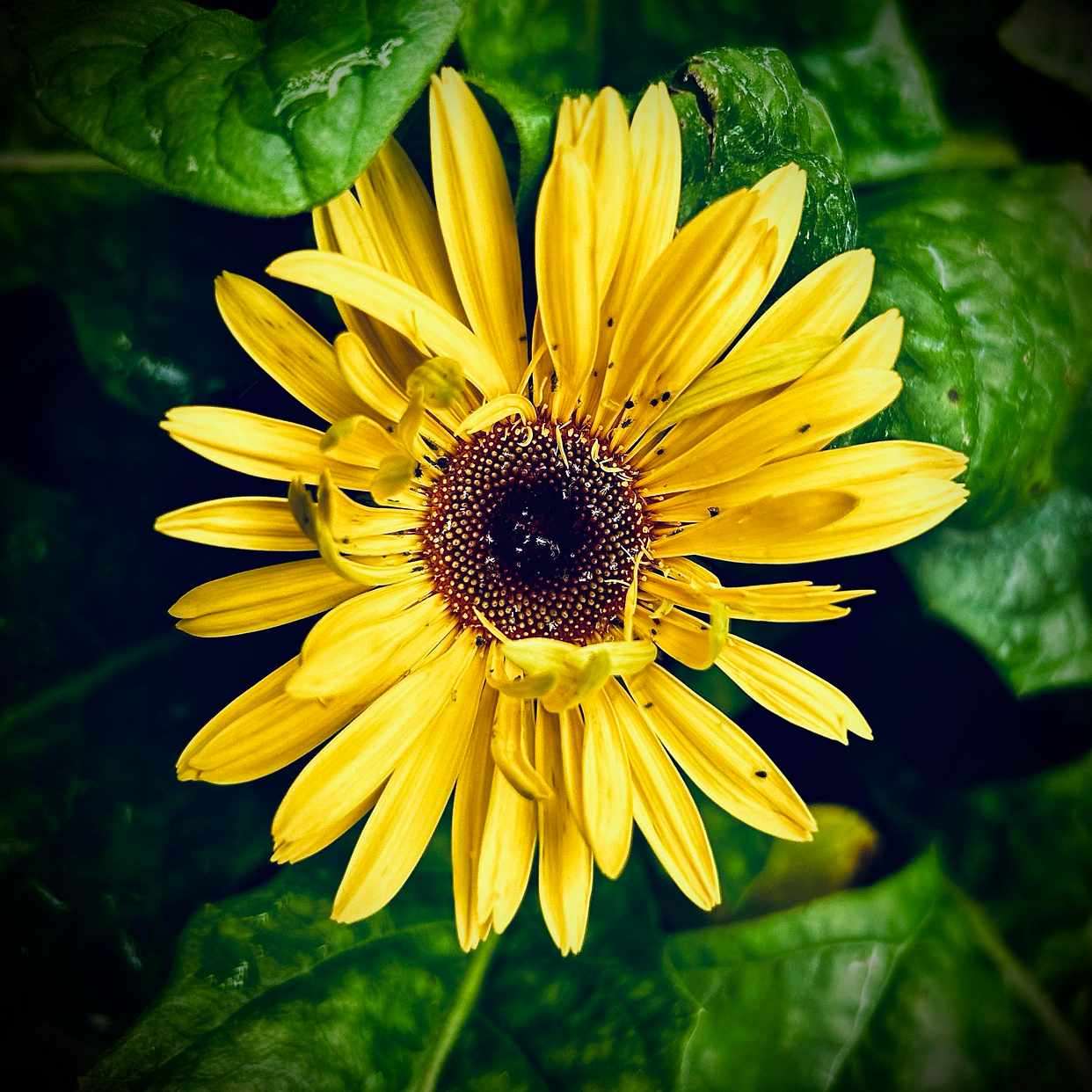 image of Sunflowers - 