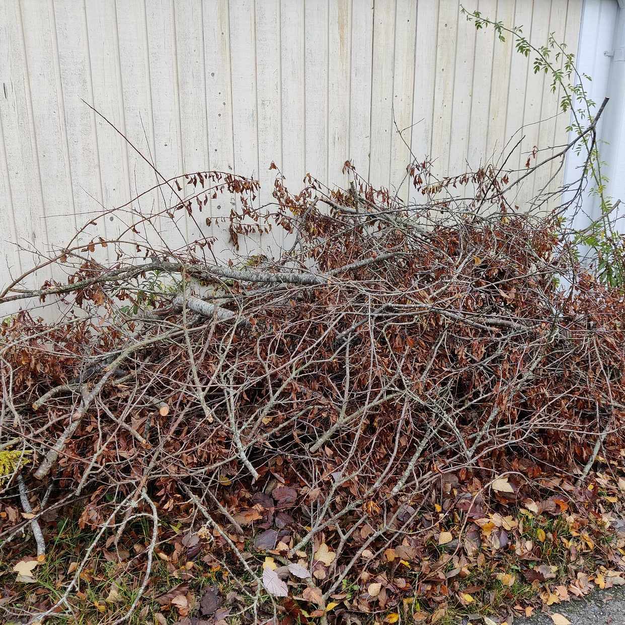 image of Fruktträdsgrenar + skräp - Haninge