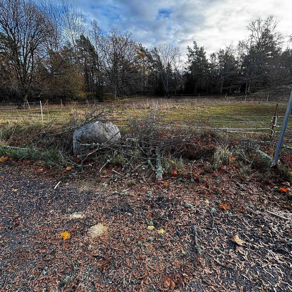 image of Träd som blåst ner - Värmdö