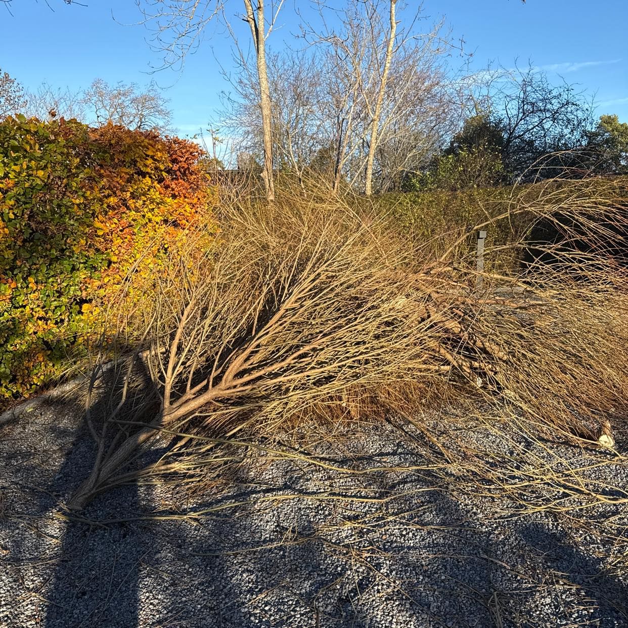 image of Ta bort stora grenar - Djursholm