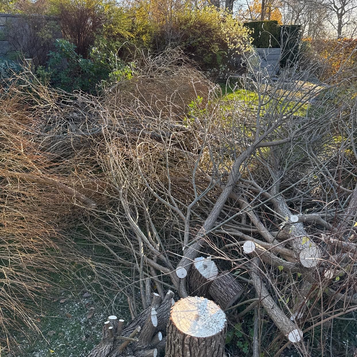 image of Ta bort stora grenar - Djursholm
