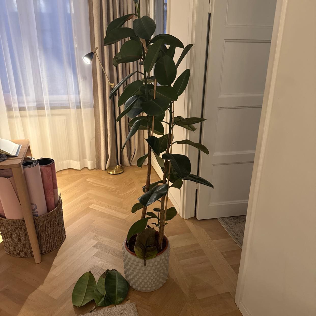 image of Hämta släng växt - Stockholm