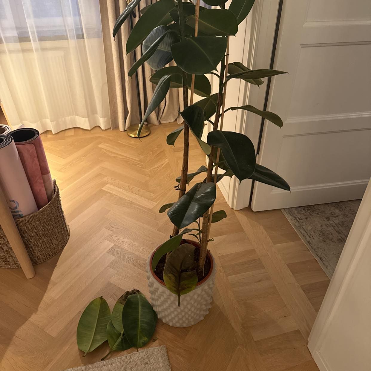 image of Hämta släng växt - Stockholm