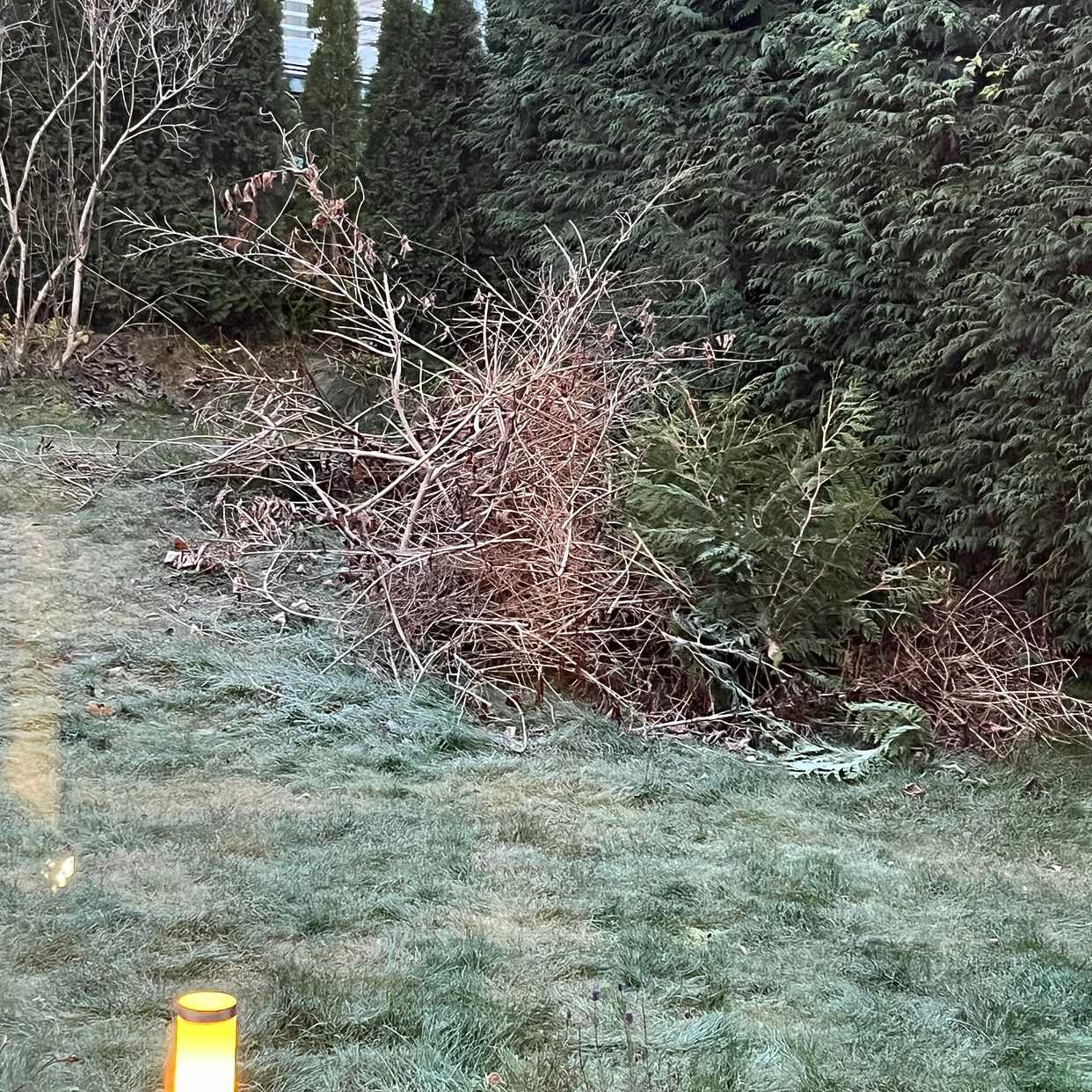 image of Lite grenar och ris - Sollentuna
