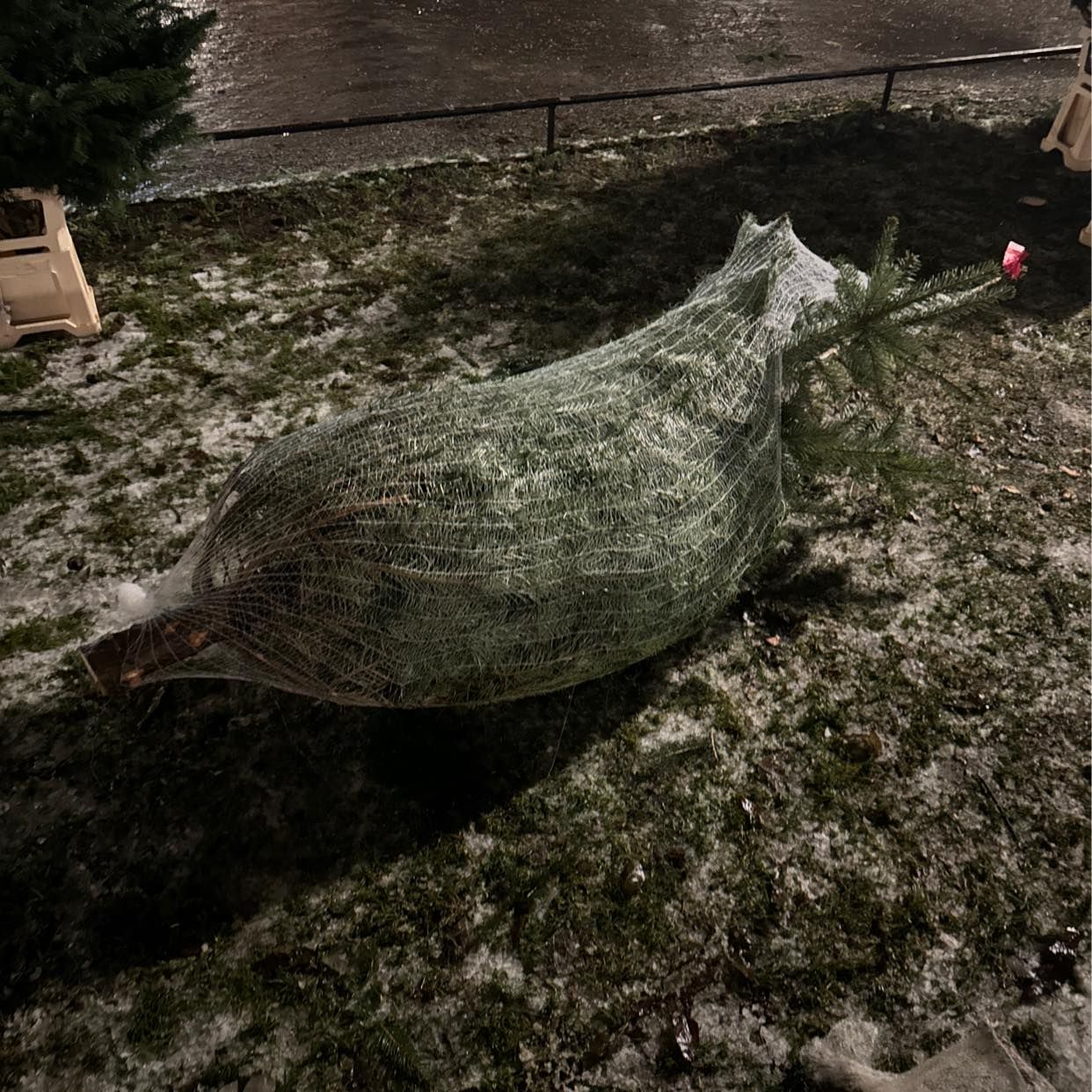 image of Transport av julgran - 