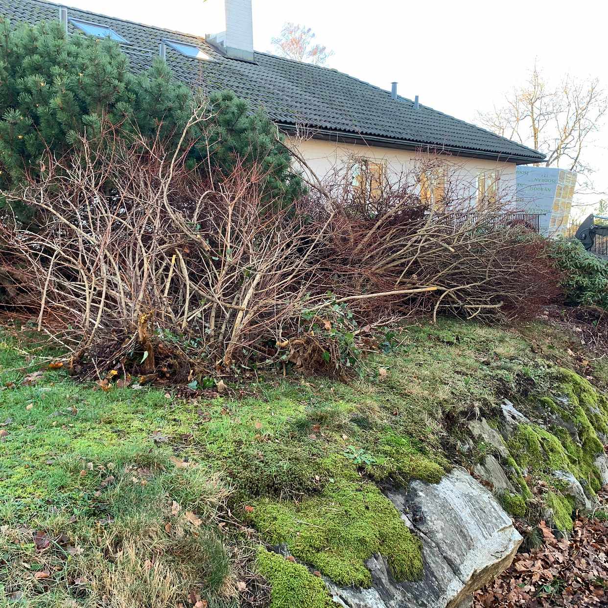 image of Ris/buske - Danderyd