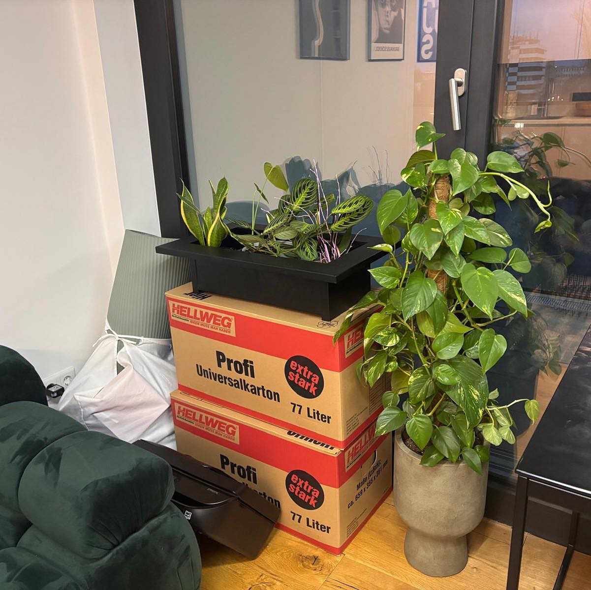 image of Books, plants - 