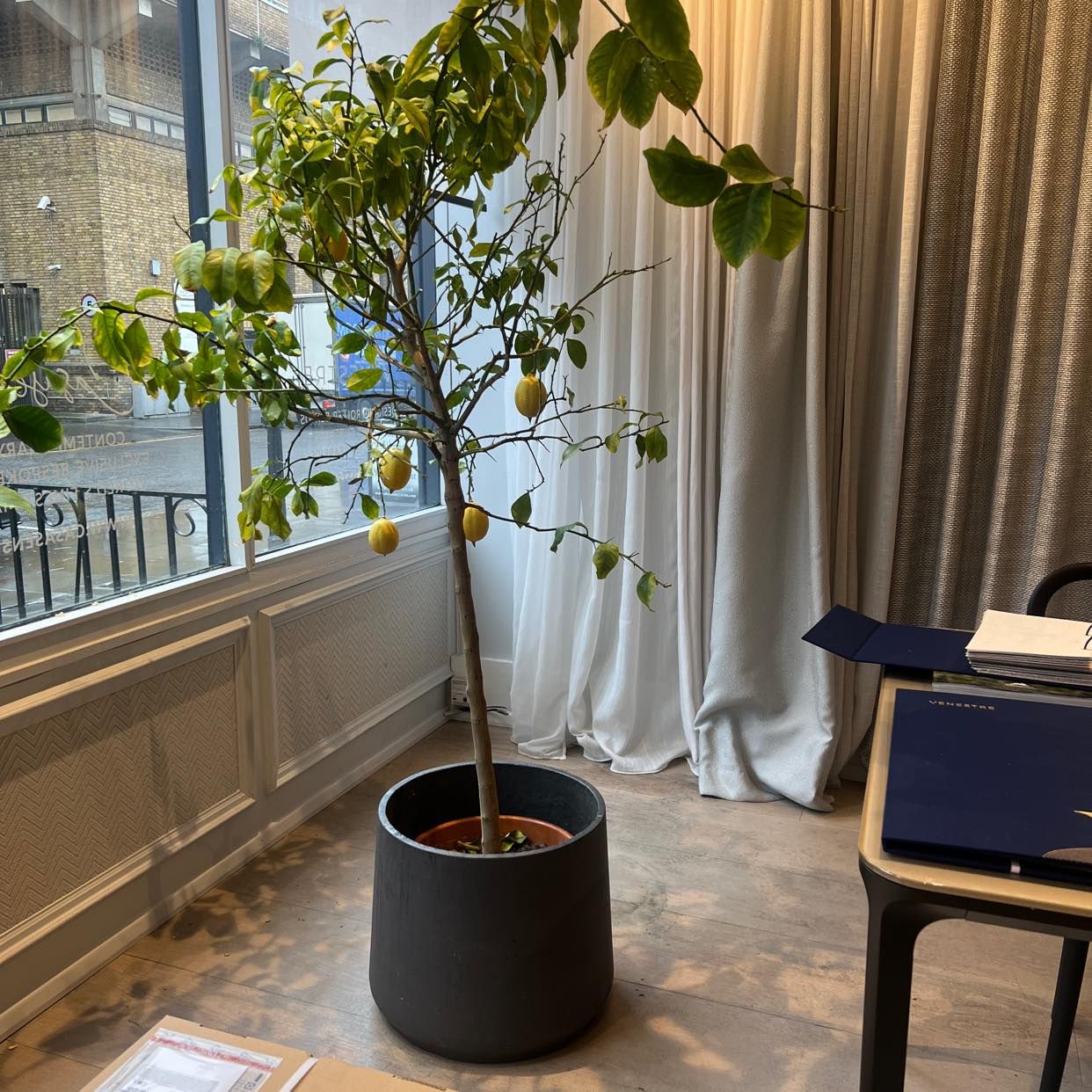 image of Lemon and lime tree - London
