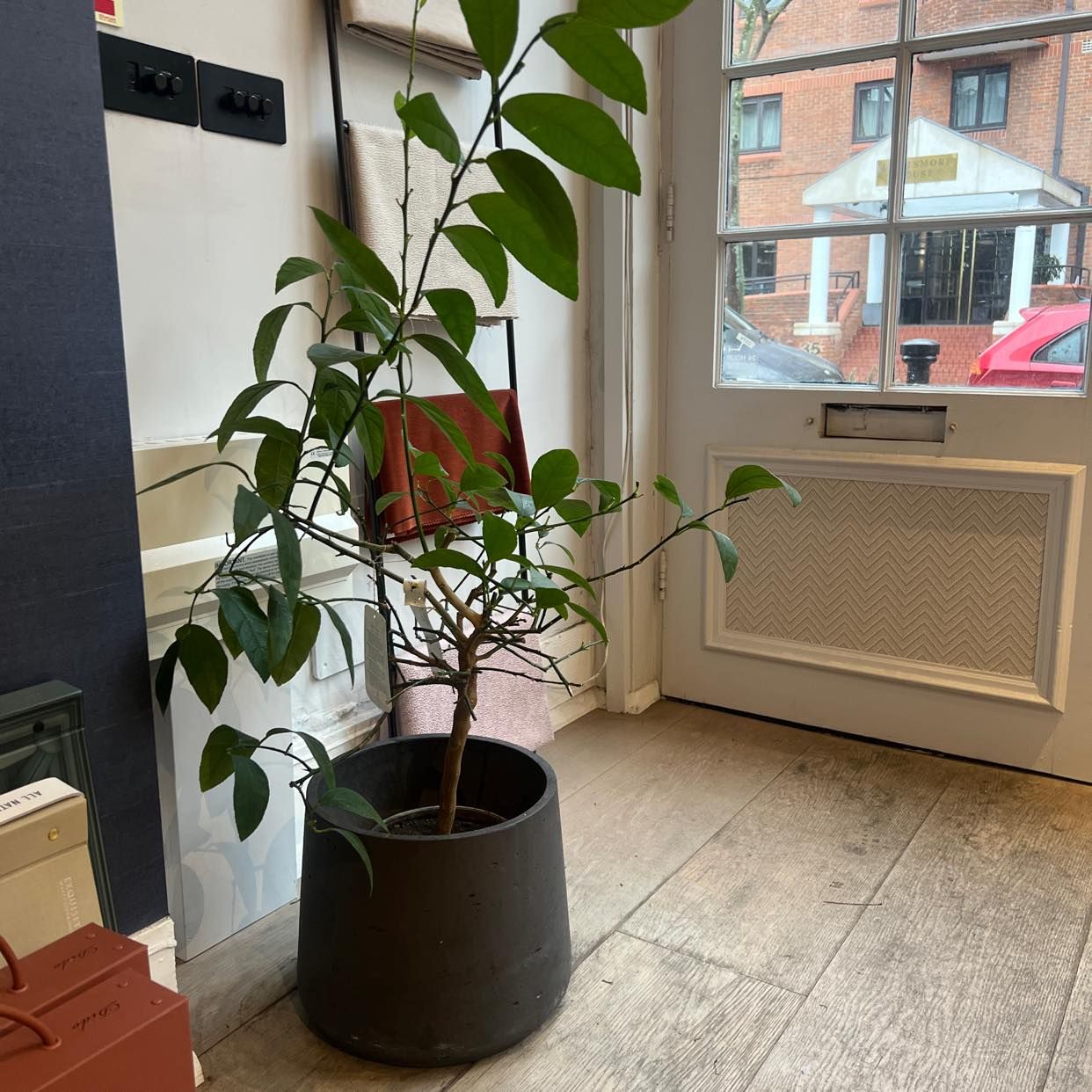 image of Lemon and lime tree - London