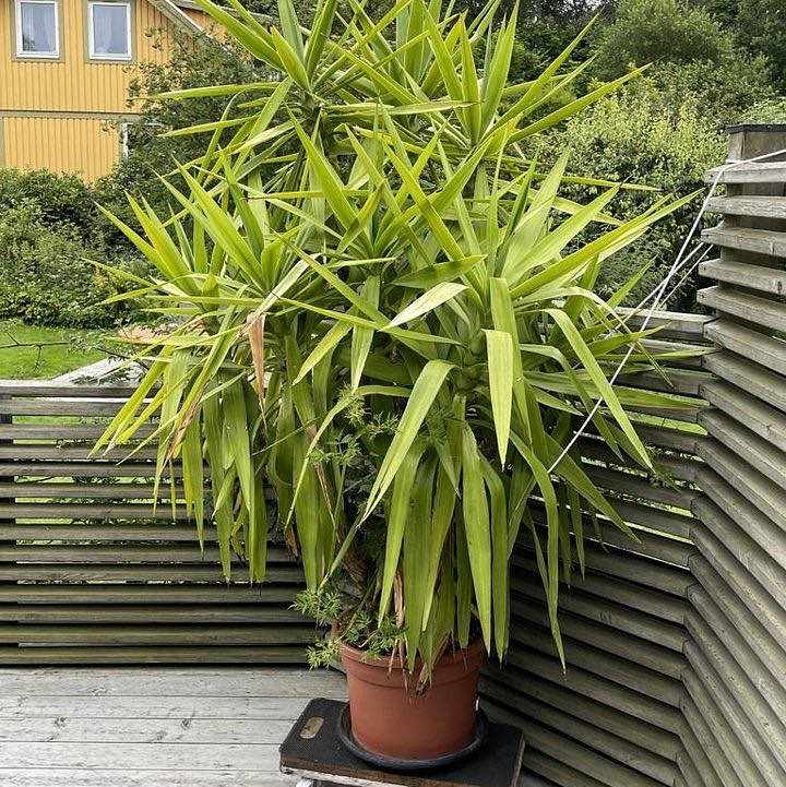 image of Plant from BÅSTAD to GBG - 