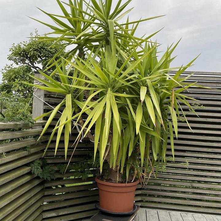 image of Plant from BÅSTAD to GBG - 