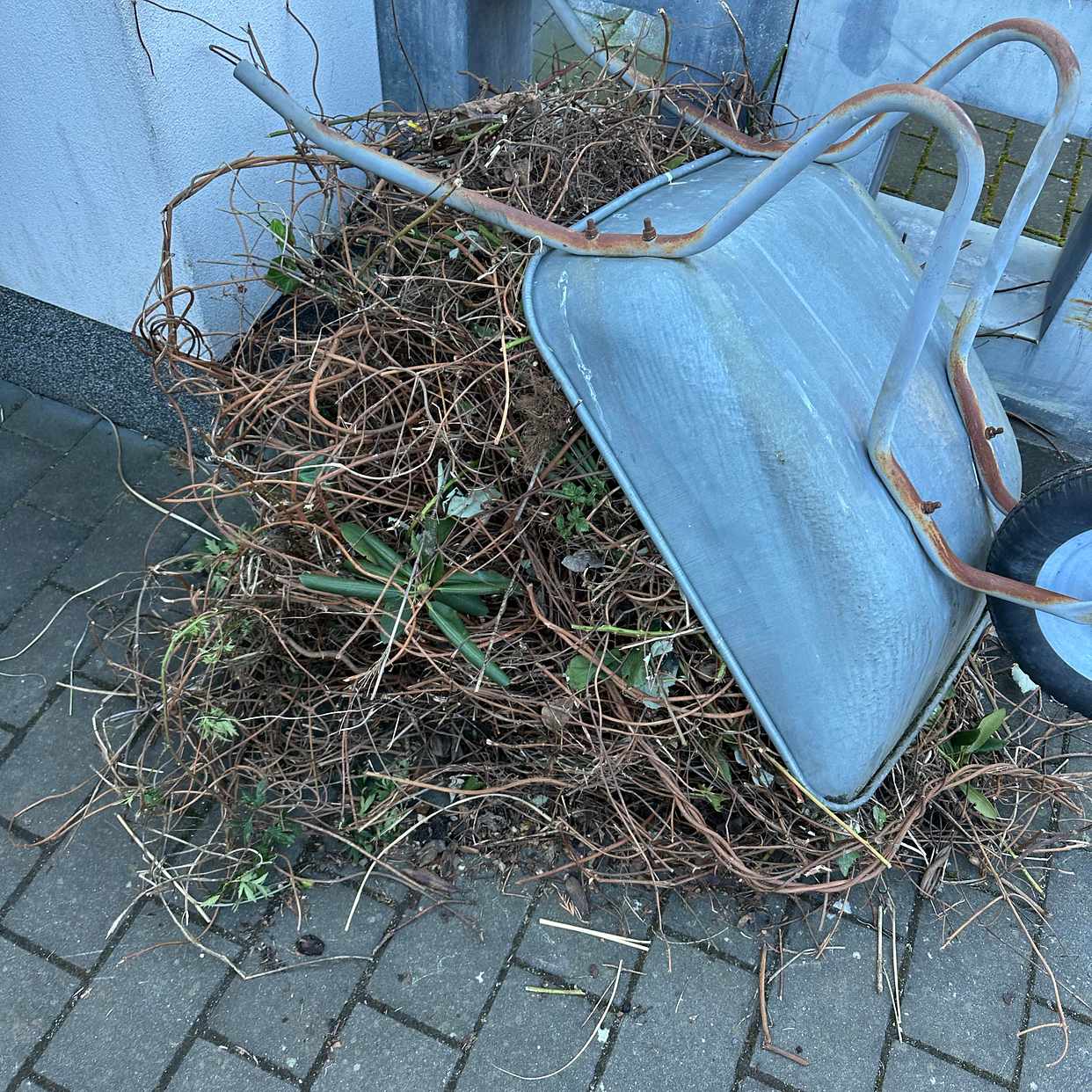 image of Beschnitt entsorgen - Pankow
