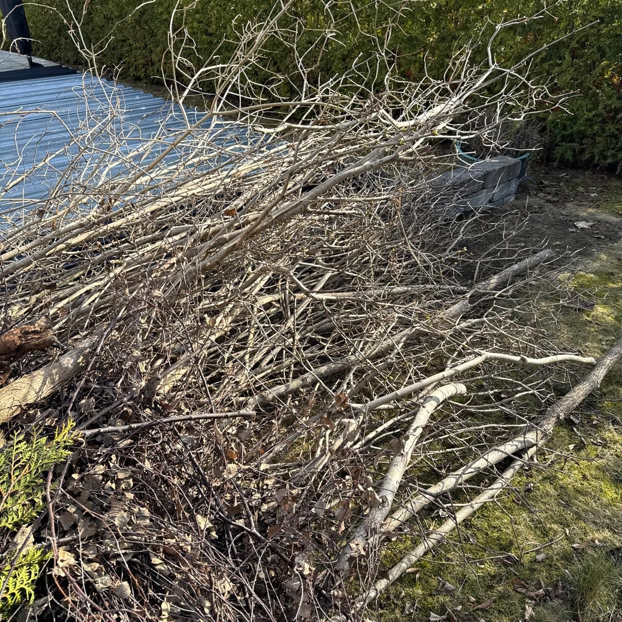 image of Grenar från  och lite löv - Täby