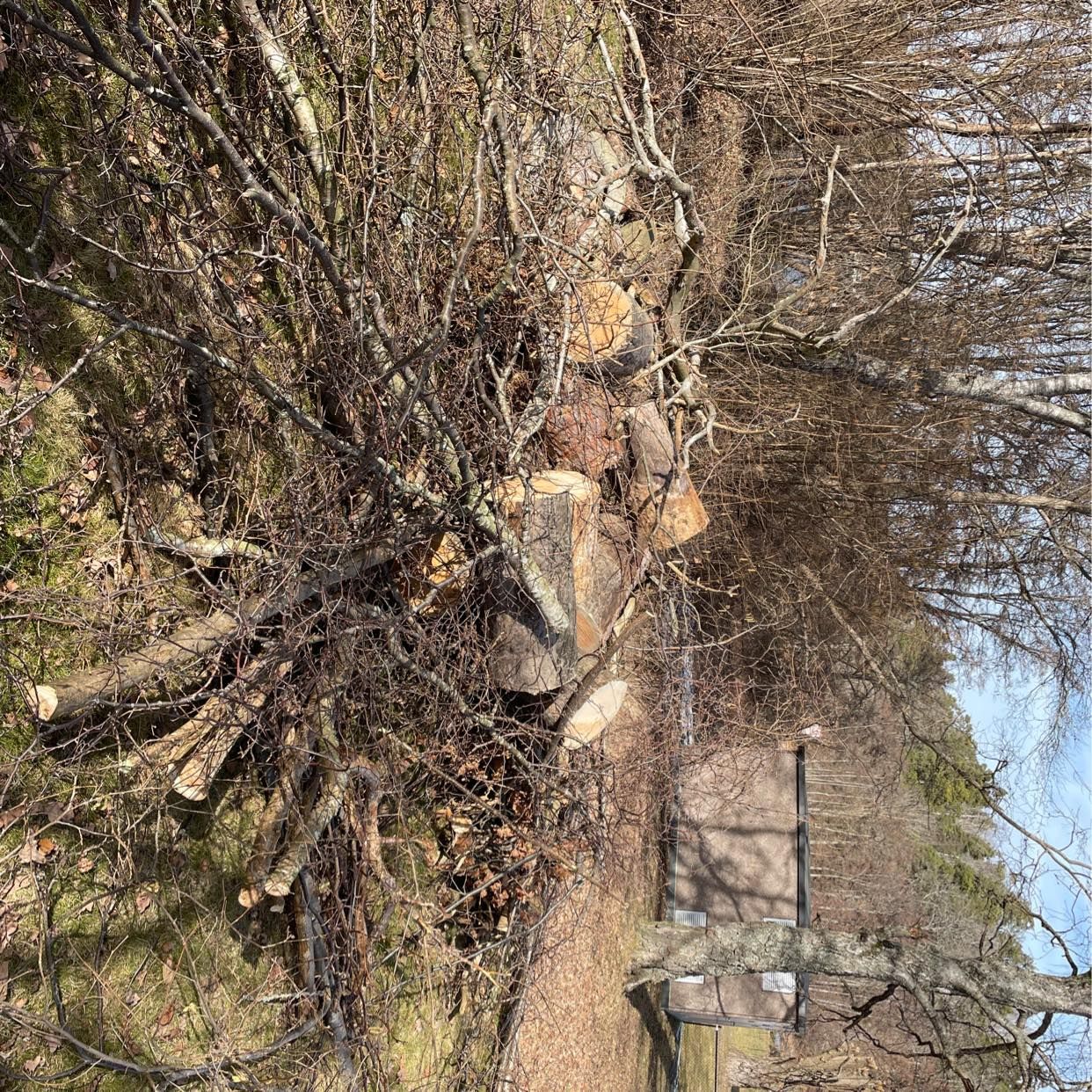 image of Ta bort grenar, stubbar - Sollentuna