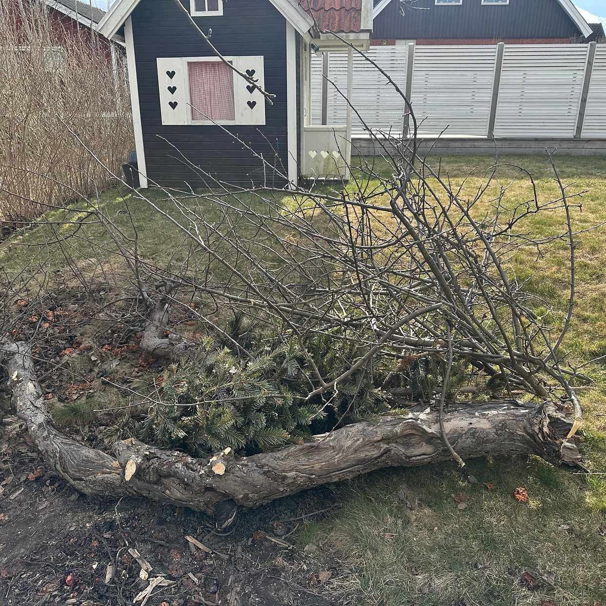 image of Grenar/stam äppletr.+gran - Spånga