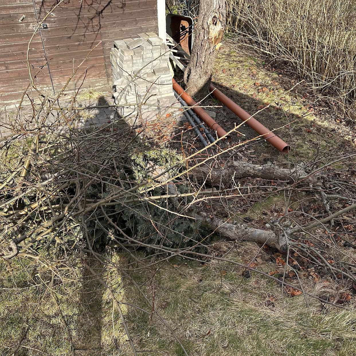 image of Grenar/stam äppletr.+gran - Spånga