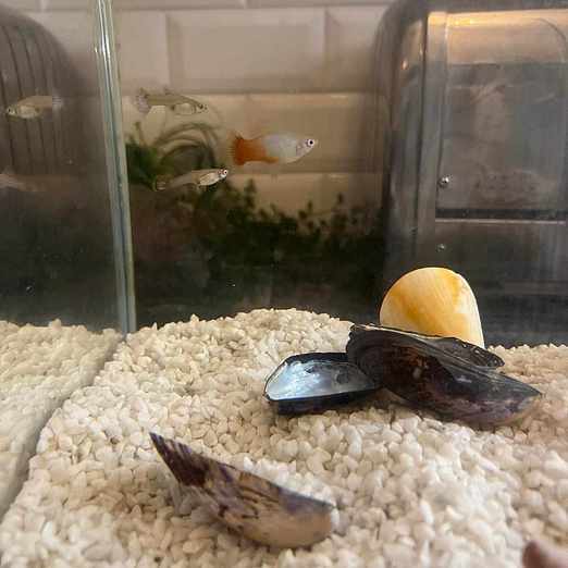 image of 3 Guppys - Stockholm