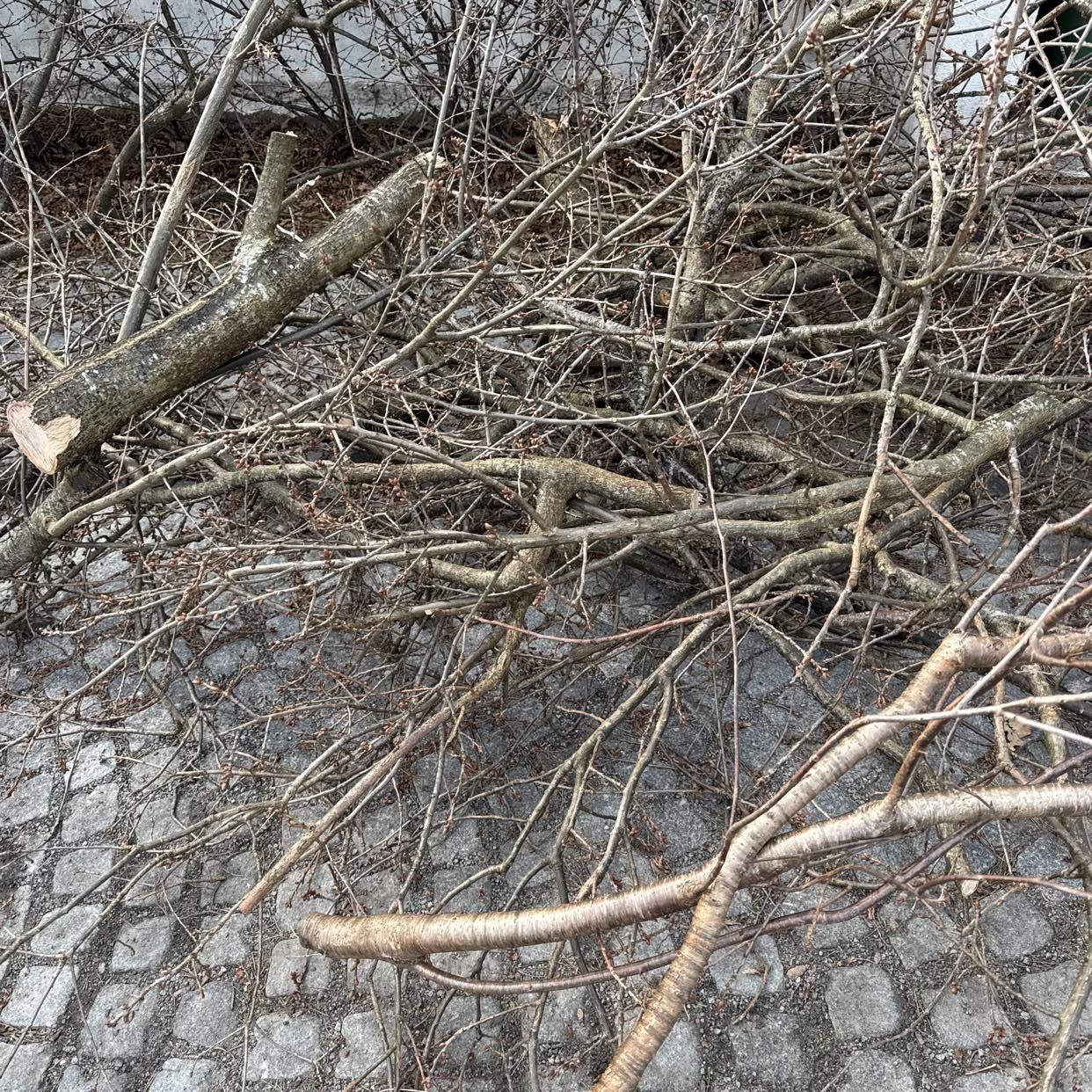 image of Ris och buskar borttransp - Lidingö